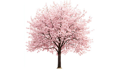 Obraz premium Cherry blossom tree, PNG clipart with transparent background (2)