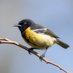 Obraz premium Tui New Zealand Endemic Honeyeater