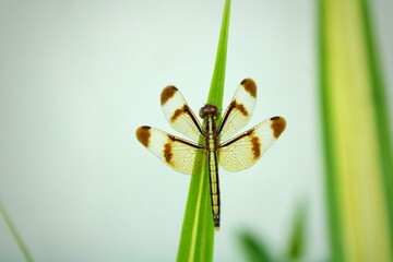dragonfly on a green leaf