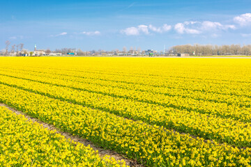 Fototapeta premium Field of yellow daffodil flowers panoramic background