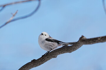 Fototapeta premium Long-Tailed Tit Perched on Bare Branch Against Blue Sky