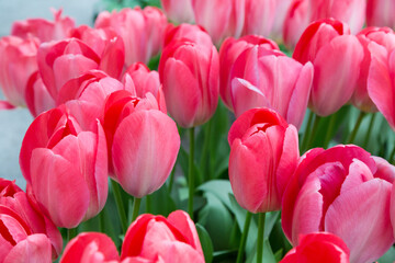 Obraz premium Vibrant colorful closeup pink tulips holiday background