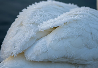 Obraz premium Swan Feathers Close-up with Frost Detail