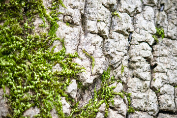 Close-up tree bark. Some of the bark has moss on it. Pattern, texture, surface. Natural background. 