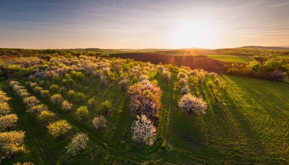 Naklejka premium Orchard meadow with blooming trees at sunset in spring