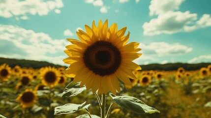 A vibrant sunflower stands tall amidst a field of its brethren under a partly cloudy sky