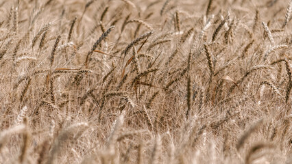 wheat spikelets pattern on the field