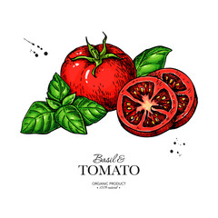 Tomato with basil leaves vector drawing. Whole and sliced tomatoes with basil branch sketch. Hand drawn illustration.