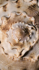 large spiral sea shell close-up abstract texture macro