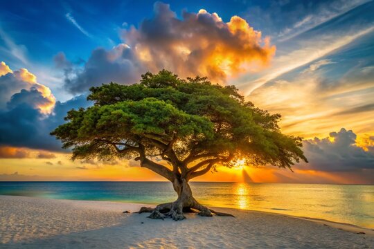Aruba Eagle Beach Landscape: Fofoti Tree Silhouette at Sunset