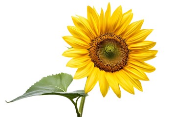 Obraz premium sunflower, Generative AI 