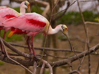 Roseate spoonbills perched on tree branches in a natural habitat