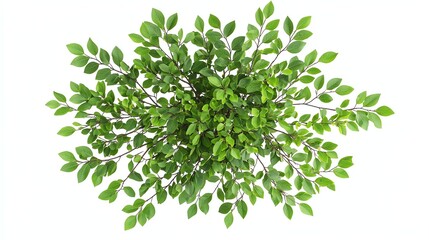 Obraz premium Viewing Green Bush Plant From Top on White Background for Design