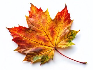 Autumn Watercolor Leaf Photography: Vibrant Fall Foliage Close-Up