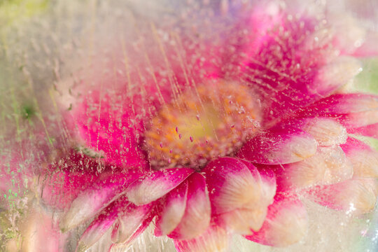 background with close up of pink and white gerber or germini flower petals frozen in clear ice water