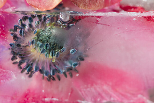frozen water drops and ice on artistic macro close up op red poppy or anemone flower seamless background