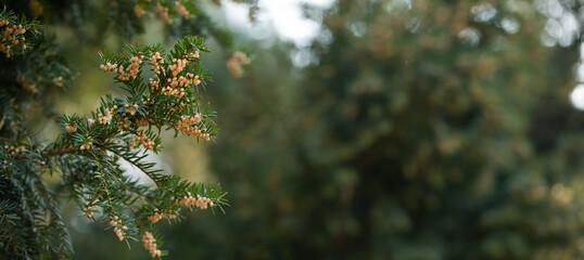 Cis pospolity kwitnienie - Taxus baccata  © meegi