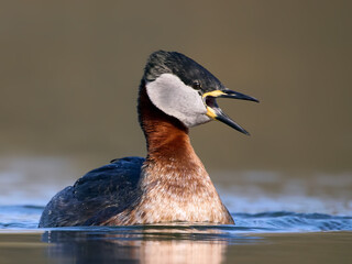 Red-necked grebe (Podiceps grisegena)
