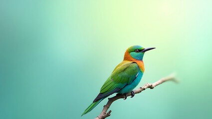Obraz premium Birds PNG background