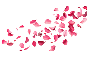 flying red petals on transparent background