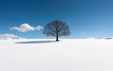 Leafless Tree in Snowy Field Under Blue Sky