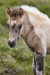 Icelandic colt grazing on the ground. Vatnsnes Peninsula. Iceland