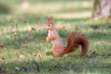 Red squirrel Sciurus vulgaris in the park.