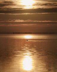 Obraz premium A duck in the sea against the light