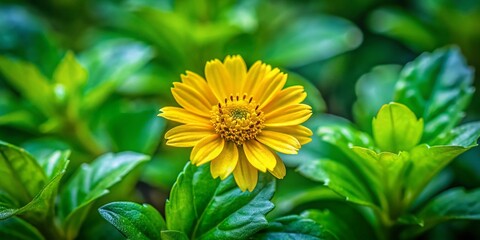 Blackfoot Daisy (Melampodium Divaricatum) Blooming - Delicate Yellow Wildflower Macro Photography