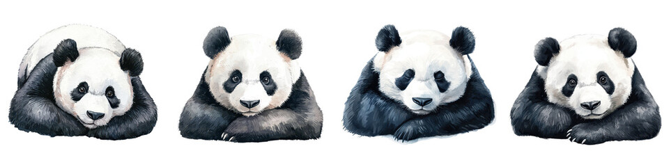 Cute and Cuddly Panda Bears Resting and Relaxing in their Natural Bamboo Forest Habitat Showcasing the Endangered Species and Conservation Efforts