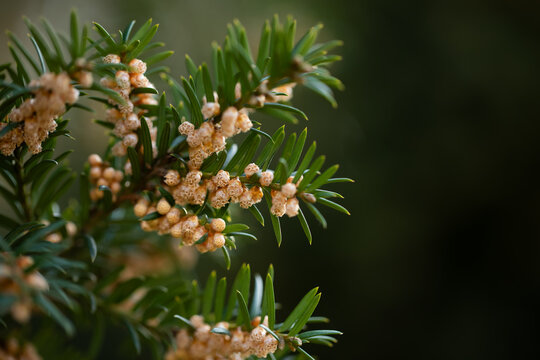 Cis pospolity kwitnienie - Taxus baccata 