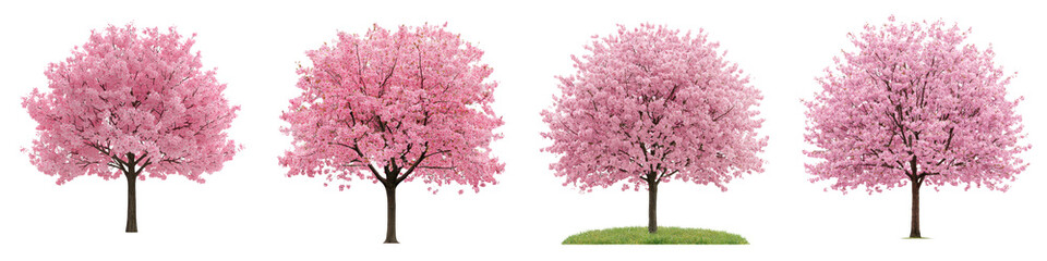 A stunning scene of multiple pink cherry blossom trees in full bloom creating a tranquil and serene springtime landscape  The vibrant pink flowers cover the trees