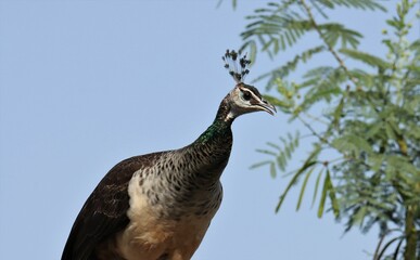 Peacock with clear sky and foliage.