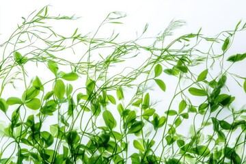 Enchanting green leaves intertwining against a clean white background creating a feeling of vitality and growth