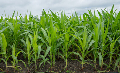 Obraz premium Green Maize Corn Field Plantation in Summer Agricultural Season. Close up of corn on the cob in a field.