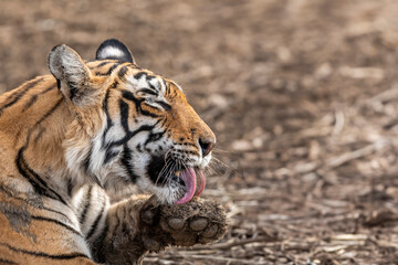 wild female bengal tiger or panthera tigris in action licking or cleaning her paws while resting in...