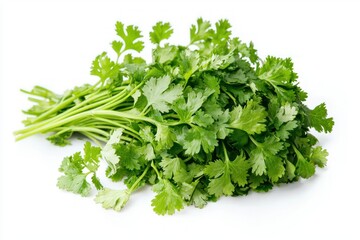 Fototapeta premium Vibrant cilantro bunch illuminated on white for culinary themes clean sharp focus and detail