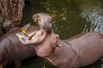 Hippopotamus with its mouth wide open at zoo