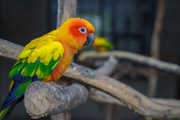 Cute parrot sitting on a branch