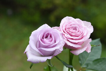 紫とピンクのばら