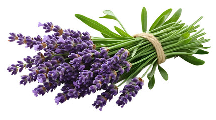 Fresh Lavender Bouquet