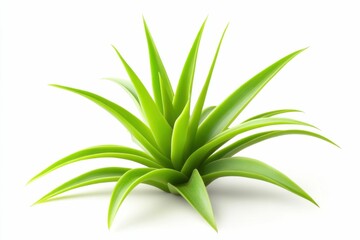 Airplant: Tropical Flora with Green Leaves on Natural White Background