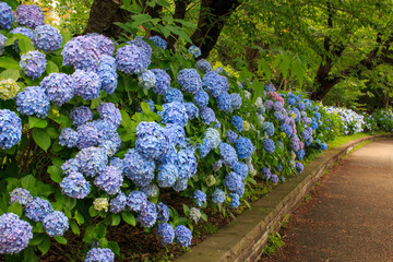 歩道の脇に咲く色とりどりの紫陽花