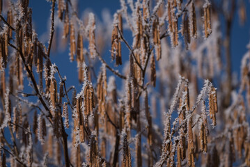 Fototapeta premium HOARFROST - Frost on the flowering hazel in the last days of winter 