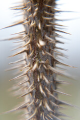Thorns on the stem of a plant as a form of protection.
