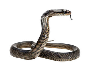 Magnificent Spectacle: A Striking Cobra in Defensive Pose