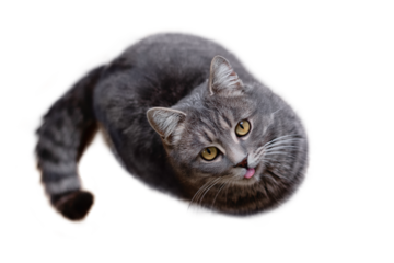 A funny gray tabby cat with his tongue hanging out looks up against a clean white background. View from above.