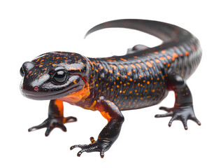 Obraz premium Spectacular Close-Up of a Striking Salamander: A Vivid Display of Nature's artistry