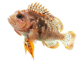 Stunning Spotted Bayad: A Vivid Underwater Portrait