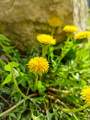 Yellow dandelion against background of wild limestone rock. Delicate spring flower blossomed near stone. Close-up.